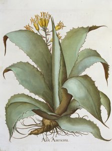 American Aloe: Aloe Americana, fra Hortus Eystettensis af Basil Besler (1561-1629), pub. 1613 af German School