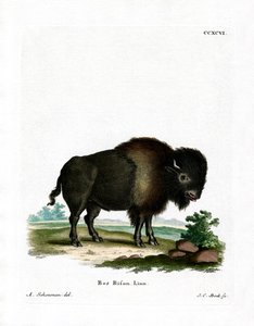 American Bison (farvet gravering) af German School