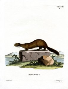 American Mink (farvet gravering) af German School