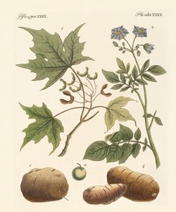 amerikanske planter af German School