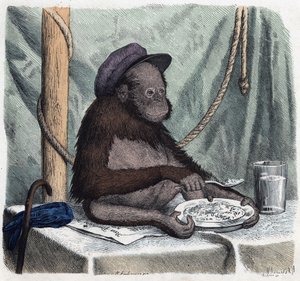 En uddannet orangoutang (orangutang, orangoutang, orangutang) spiser ris med en ske. I Når nogen rejser, det kan han fortælle, tysk fortælling af Franz Wiedemann af German School