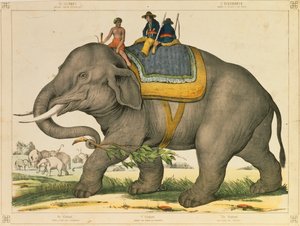 En elefant, der plejede at jage sit eget, billedlige broadsheet udgivet af Joseph Scholz, Mainz, ca. 1860 af German School