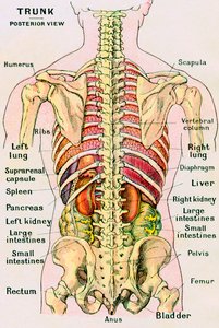Anatomisk syn på den menneskelige torso af German School