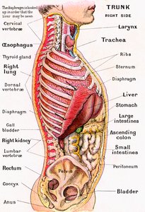 Anatomisk syn på den menneskelige torso af German School