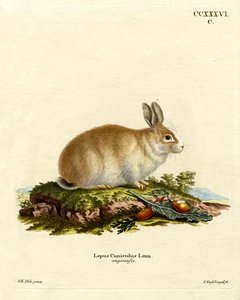 Angora kanin (farvet indgravering) af German School