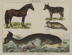 Dyr (farve litho) af German School