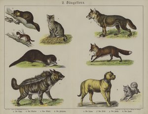 Dyr (farve litho) af German School