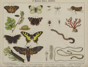 Dyr (farve litho) af German School