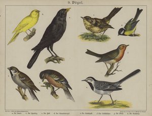 Dyr (farve litho) af German School