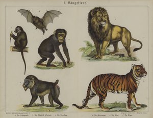 Dyr (farve litho) af German School