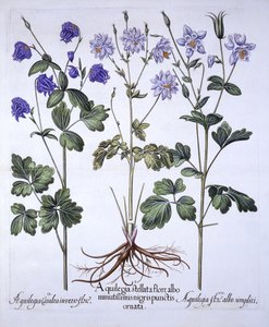 Aquilegia, fra Hortus Eystettensis, af Basil Besler (1561-1629), pub. 1613 (håndfarvet gravering) af German School