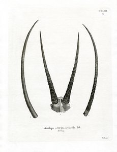 Arabiske Oryx-horn (farvet gravering) af German School
