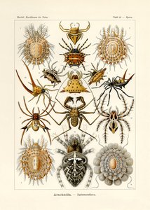 Arachnida, 1899-1904 af German School