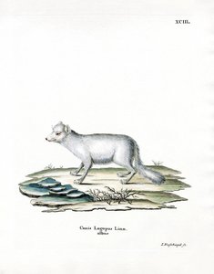 Arctic Fox (farvet indgravering) af German School