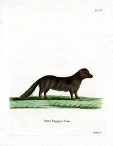 Arctic Fox (farvet gravering) af German School