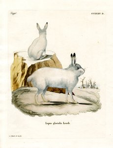 Arctic Hare (farvet indgravering) af German School