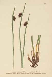 Arctic Rush (Juncus arcticus) af German School
