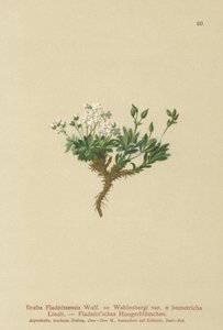 Arktisk draba (Draba Fladnitzensis, Draba altaica, Draba Wahlenbergi) af German School