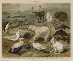 Arktisk fauna af German School