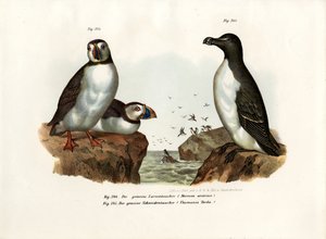 Arktisk Lunde, 1864 af German School