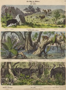 Asien: bjergdyr og planter; oversvømmelser i det østlige Indien; at fange elefanter på Ceylon (farvet indgravering) af German School