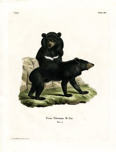 Asian Black Bear (farvet gravering) af German School