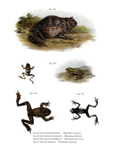 Asian Horned Frog (farve litho) af German School