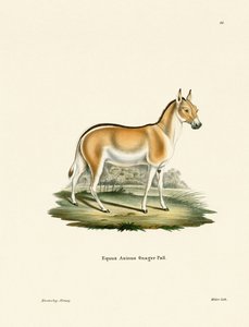 Asian Wild Ass (farvet gravering) af German School