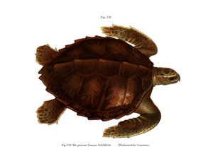 Atlantic Ridley (farve litho) af German School