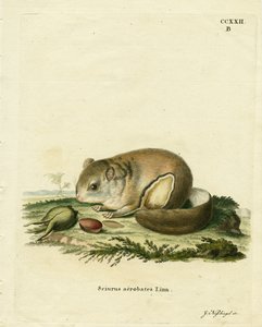 Australian Pygmy Flying Phalanger (farvet gravering) af German School