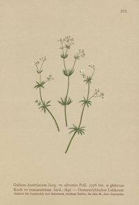 Østrisk strømpeblomst (Galium Austriacum, Galium silvestre (var. glabrum), Galium commutatum). af German School