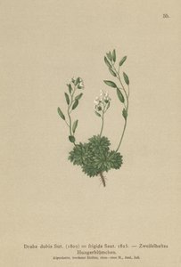 Østrigsk hvidgræs (Draba dubia, Draba frigida) af German School
