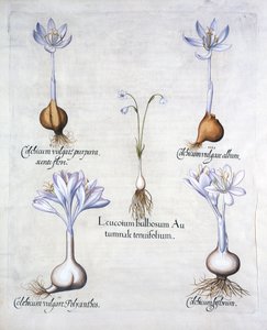 Autumn Snowflake and Meadow Saffrons, fra Hortus Eystettensis, af Basil Besler (1561-1629), pub. 1613 (håndkoloreret gravering) af German School