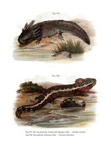 Axolotl (farvedele) af German School