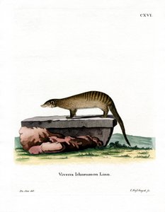 Banded Mongoose (farvet gravering) af German School