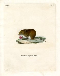 Bank Vole (farvet gravering) af German School