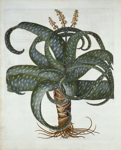 Barbados Aloe, fra Hortus Eystettensis, af Basil Besler (1561-1629) pub. 1613 af German School