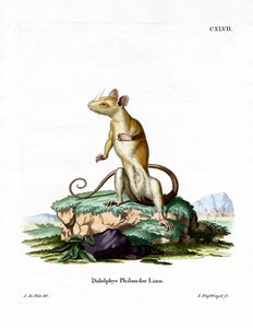 Bare-tailed Woolly Opossum (farvet gravering) af German School