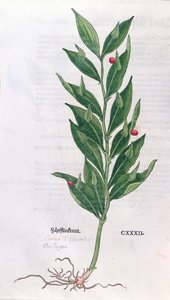 Baytree, illustration til The Herbarium af Leonhart Fuchs (1501-66), udgivet i Basel, 1555 (farvegravering) af German School