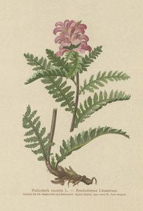 Næbfri rød luseblomst (Pedicularis recutita) af German School