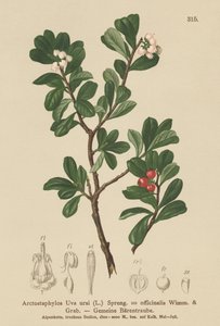 Bjørnebær (Arctostaphylos Uva ursi, Arctostaphylos officinalis) af German School