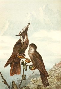 Bearded Helmet Crests, plade fra "Brehms Tierleben: Allgemeine Kunde des Tierreichs", bind 4, s. 675, udgivet af Bibliographisches Institut af German School