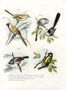 Skæggede papegøjenæb, 1864 af German School