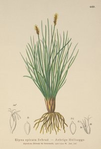 Bellardis mose-sedge (Kobresia myosuroides, Elyna myosuroides, Kobresia bellardii, Elyna bellardii, Elyna scirpina, Elyna spicata) af German School