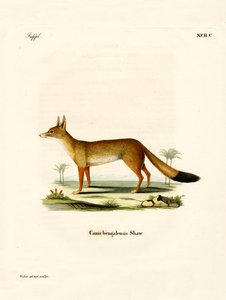 Bengal Fox (farvet gravering) af German School