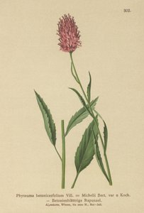 Betonbladet Rampion (Phyteuma betonicaefolium) af German School