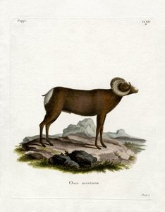 Bighorn Sheep (farvet gravering) af German School