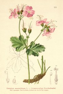 Storrodet pelargonie (Geranium macrorrhizum) af German School