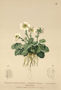 Bilobo Buttercup (Ranunculus bilobus, Ranunculus Bertolonii) af German School