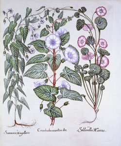 Bindweed, Dogs Bane og Sea Bindweed, fra Hortus Eystettensis, af Basil Besler (1561-1629), pub. 1613 (håndfarvet gravering) af German School